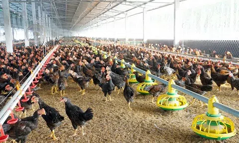 Tây Ninh xanh hoá ngành nông nghiệp, vận hành công nghệ cao, quản lý hiện đại