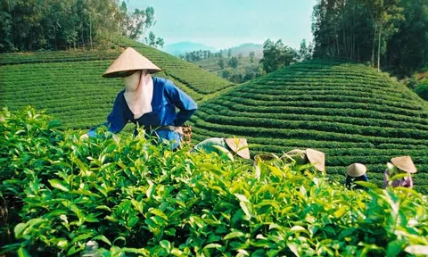 Xanh hoá tiêu dùng - Bước đi thông minh của doanh nghiệp hiện đại