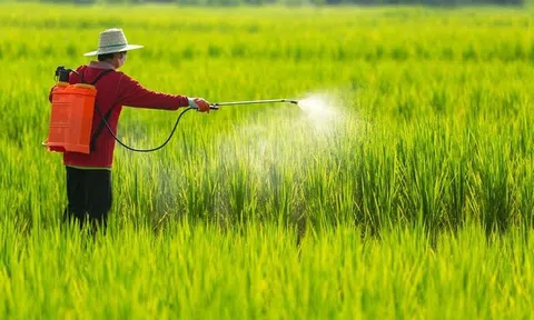 Điều 50 Luật Bảo vệ và Kiểm dịch thực vật cần được sửa đổi