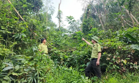 Lạng Sơn: Chú trọng việc bảo vệ, phát triển rừng và kinh tế lâm nghiệp bền vững