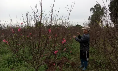 Trên những cánh đồng hoa vụ tết ở Thuận Thành