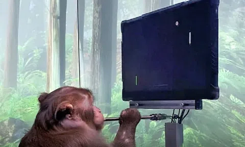 Tranh cãi về việc lạm dụng loài khỉ của Elon Musk