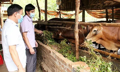 Đẩy mạnh chăn nuôi an toàn sinh học, đảm bảo lương thực và thực phẩm