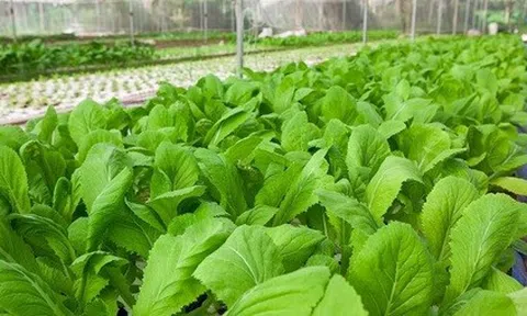 Triển khai nhiều mô hình sản xuất rau theo hướng an toàn sinh học