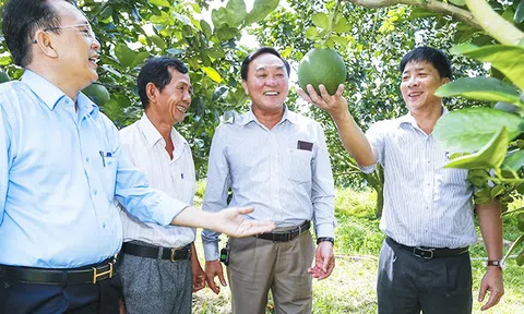 Xuất khẩu bưởi sang Hoa Kỳ: Người trồng chưa sẵn sàng