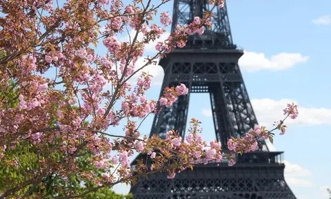 Pháp: Người dân ăn mừng về việc cứu hàng cây xung quanh tháp Eiffel