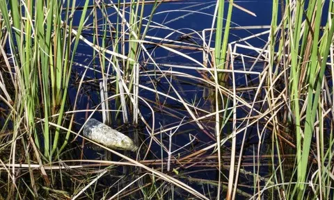 Mỹ cấm bán nhựa dùng một lần tại các khu vực công cộng vào năm 2032