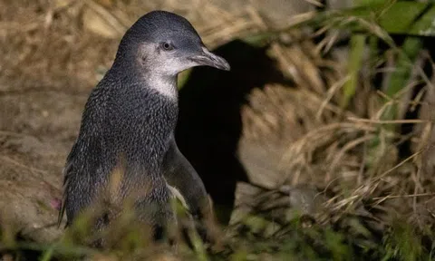 Hàng loạt chim cánh cụt chết dạt vào bờ biển New Zealand... có phải do biến đổi khí hậu?