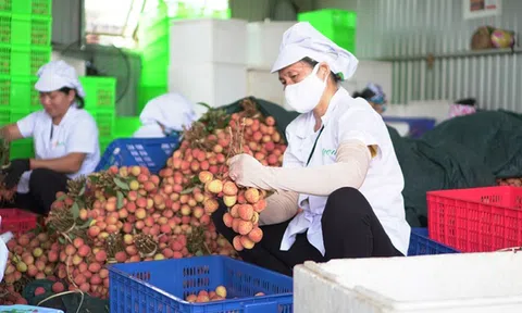 Các Hiệp định thương mại tạo động lực cho xuất khẩu nông sản Việt Nam