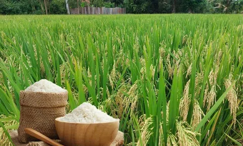 Giá lúa gạo hôm nay 20/8/2025: Giá gạo trong nước tăng nhẹ, xuất khẩu gặp thử thách