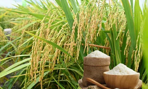 Giá lúa gạo hôm nay 30/8/2025: Thị trường biến động trái chiều