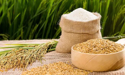 Giá lúa gạo hôm nay 31/8/2025: Thị trường ổn định, giá xuất khẩu ở mức cao