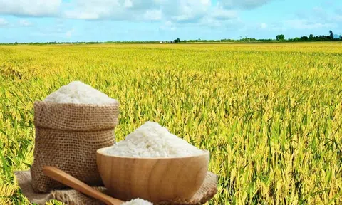 Giá lúa gạo hôm nay 6/9/2025: Giá lúa gạo trong nước giữ ổn định