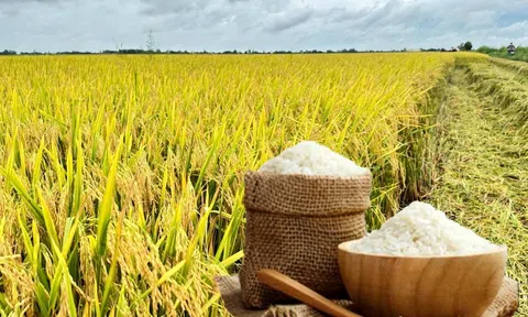 Giá lúa gạo hôm nay 17/9/2025: Trong nước ổn định, xuất khẩu tăng nhẹ