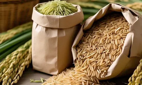 Giá lúa gạo hôm nay 22/9/2025: Trong nước ổn định, xuất khẩu tăng nhẹ