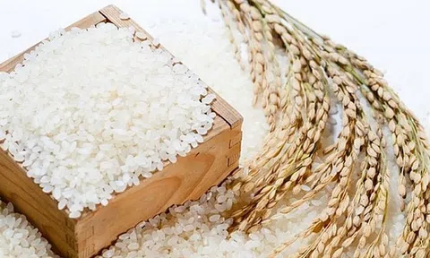 Giá lúa gạo hôm nay 23/9/2025: Nội địa ổn định, xuất khẩu tăng nhẹ