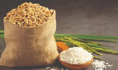 Giá lúa gạo hôm nay 25/9/2025: Thị trường nội địa ổn định, xuất khẩu giữ vững vị thế