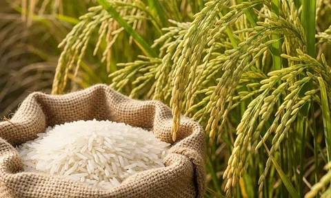 Giá lúa gạo hôm nay 3/10/2025: ĐBSCL tiếp tục giảm nhẹ, xuất khẩu chịu áp lực