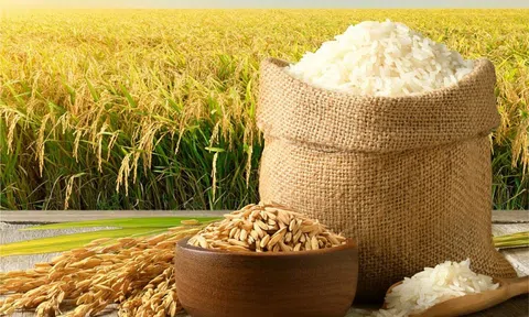 Giá lúa gạo hôm nay 6/10/2025: Thị trường trong nước ổn định, xuất khẩu chững lại