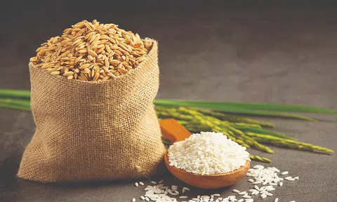 Giá lúa gạo hôm nay 12/10/2025: Thị trường xuất khẩu giảm mạnh, nội địa ổn định