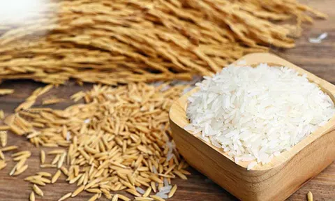 Giá lúa gạo hôm nay 14/10/2025: Thị trường nội địa ổn định, xuất khẩu giảm sức hút