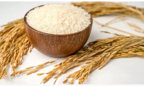 Giá lúa gạo hôm nay 7/11/2025: Thị trường biến động nhẹ, giao dịch chậm