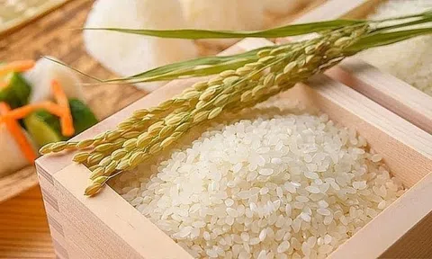 Giá lúa gạo hôm nay 14/11/2025: Giá gạo nguyên liệu biến động trái chiều