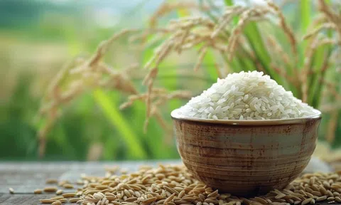 Giá lúa gạo hôm nay 21/11/2025: Thị trường tiếp tục chững giá, giao dịch chậm