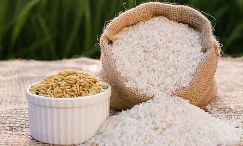 Giá lúa gạo hôm nay 2/12/2025: Thị trường khởi sắc, giá ít biến động