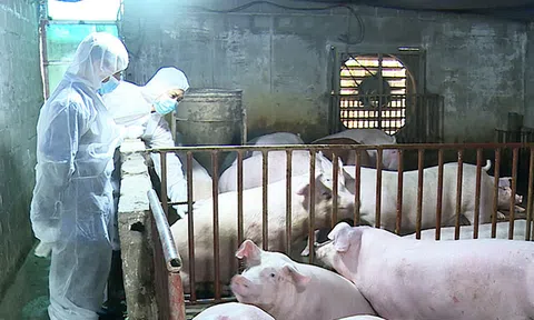 Đắk Lắk cấp bách phòng chống bệnh dịch tả lợn châu Phi