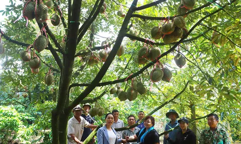 Krông Pắk “làng triệu đô” giữa đại ngàn Tây Nguyên