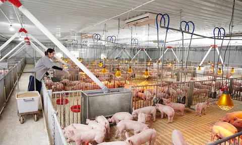 Cần Thơ phát triển chăn nuôi an toàn sinh học, hướng tới hiện đại và hiệu quả