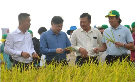 Cấp 1.280 mã số vùng trồng – Cú hích chiến lược đưa nông nghiệp An Giang vươn tầm quốc tế