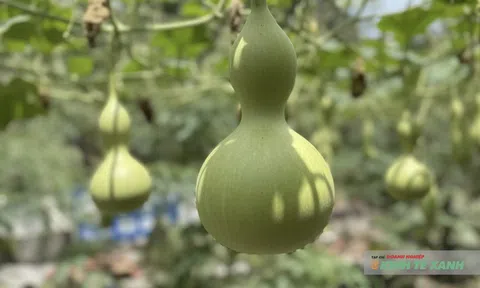 Trồng bầu không bán, niềm vui giản dị của người miền Tây