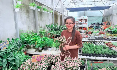 Ươm mầm đam mê từ những chậu sen đá nhỏ