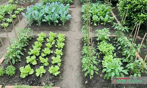 Vườn rau sạch trong không gian nhỏ