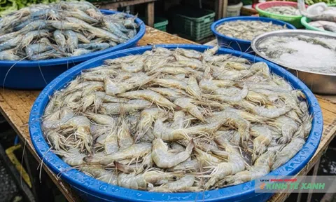 Cần Thơ hướng đến phát triển thủy sản hiện đại, bền vững giai đoạn 2026–2030