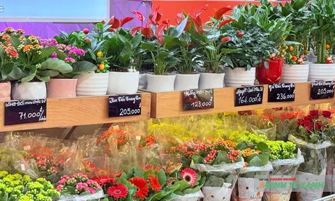 Giới trẻ Cần Thơ chuộng trồng hoa kiểng và cây cảnh làm đẹp không gian sống