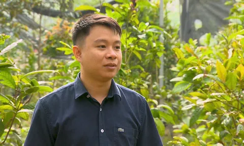 Chàng trai 10X Phú Thọ kiến tạo kinh tế xanh từ cây trà hoa vàng