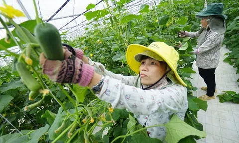 Xác lập lộ trình giảm phát thải lĩnh vực trồng trọt