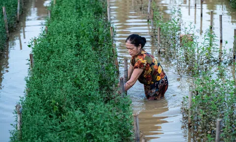 Nông dân Phú Thượng “thấp thỏm” lo mất trắng với vụ hoa Tết