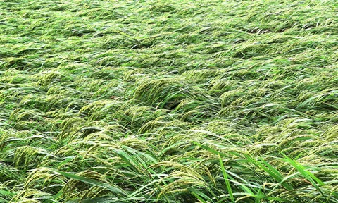 Thái Nguyên: 8 người chết, gần 200.000 nhà ngập sâu, hàng nghìn hécta hoa màu chìm trong lũ