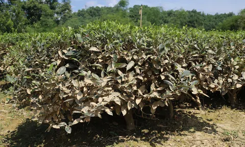 Vùng chè trọng điểm Thái Nguyên “gồng mình” khắc phục hậu quả mưa lũ