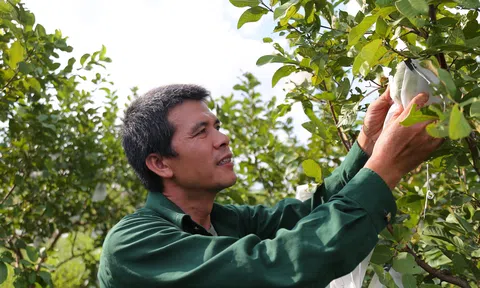 Chuyên gia nông nghiệp “lội ruộng” chứng minh rau hữu cơ không xa xỉ
