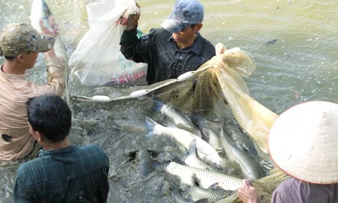 Hà Nội: Nhiều "mắt lưới" kìm chân ngành thủy sản