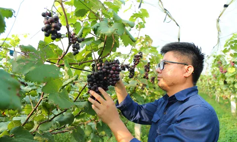 Bỏ nghề kỹ sư hàng hải, 9X về ven đô phát triển nông nghiệp xanh