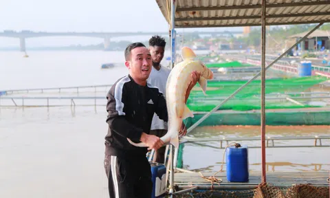 Mô hình nuôi cá tầm ven sông Hồng: Hiệu quả kinh tế cao, hướng đi bền vững