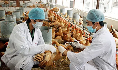 Đồng bộ giải pháp phòng, chống dịch bệnh gia súc, gia cầm