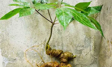 Phát triển sâm Lai Châu trở thành cây dược liệu chủ lực