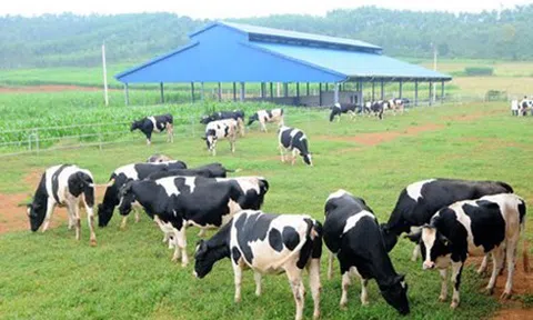 Phấn đấu đạt 50% nguồn nguyên liệu thức ăn chăn nuôi